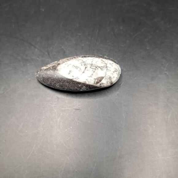 Copied - Orthoceras Fossil, 370 Million Years Old - Picture 3 of 5